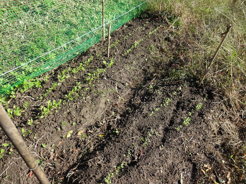 自給畑 自然菜 無添加栽培