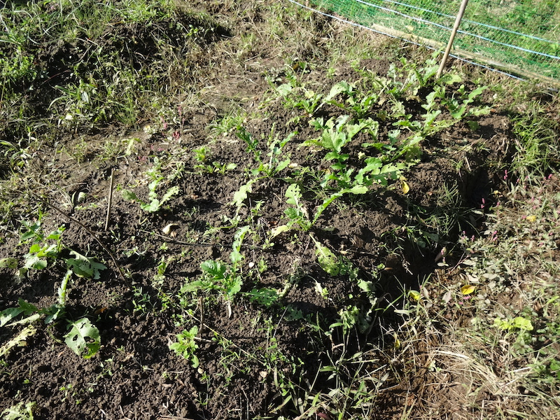 自給畑 自然菜 無添加栽培