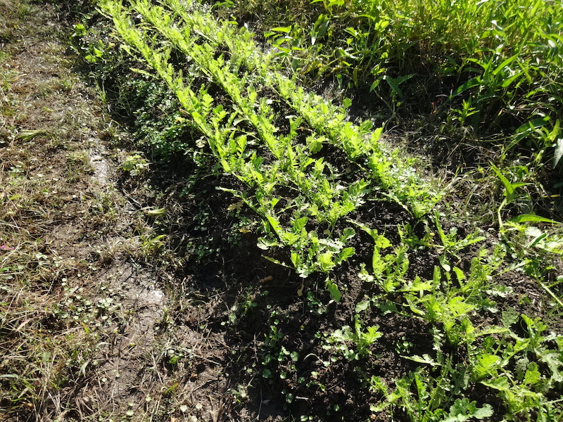 自給畑 自然菜 無添加栽培