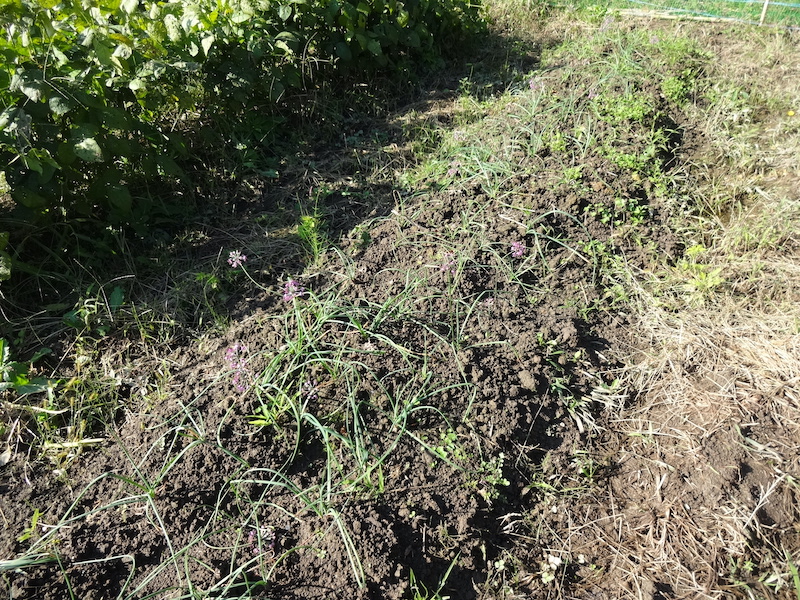 自給畑 自然菜 無添加栽培