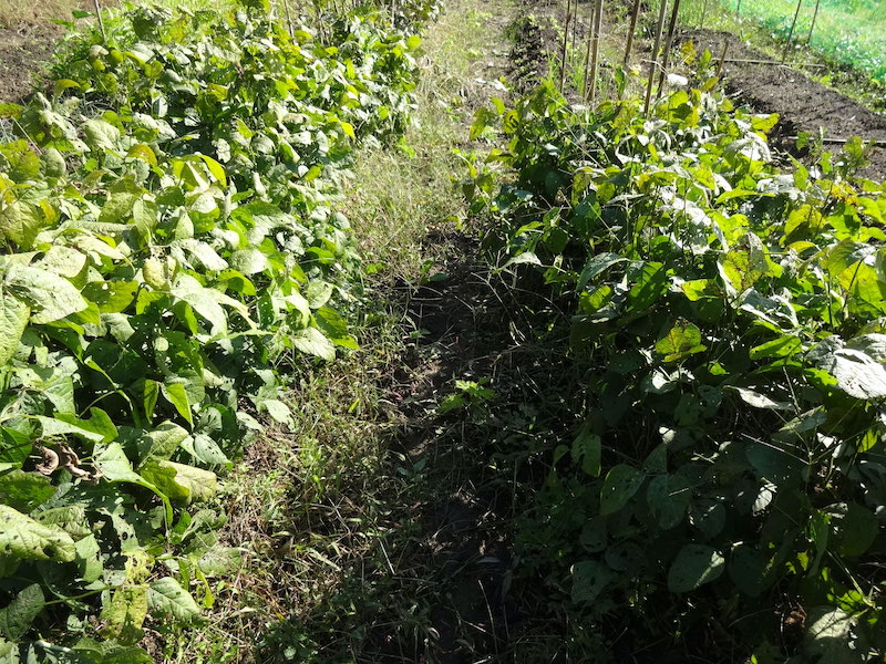 自給畑 自然菜 無添加栽培