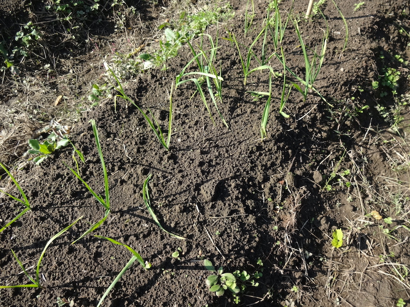 自給畑 自然菜 無添加栽培