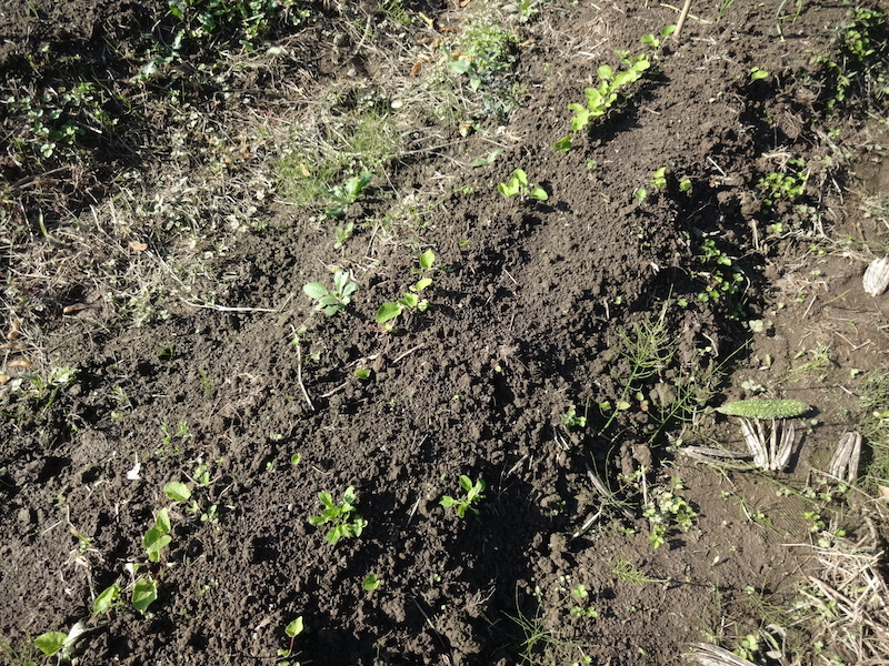 自給畑 自然菜 無添加栽培