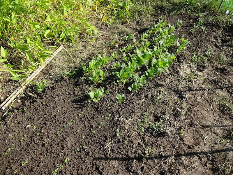 自給畑 自然菜 無添加栽培