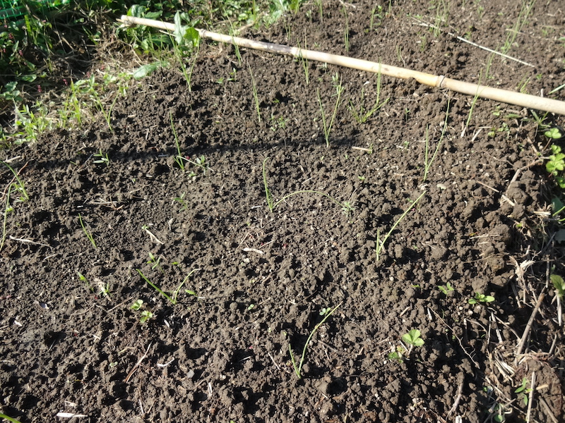 自給畑 自然菜 無添加栽培