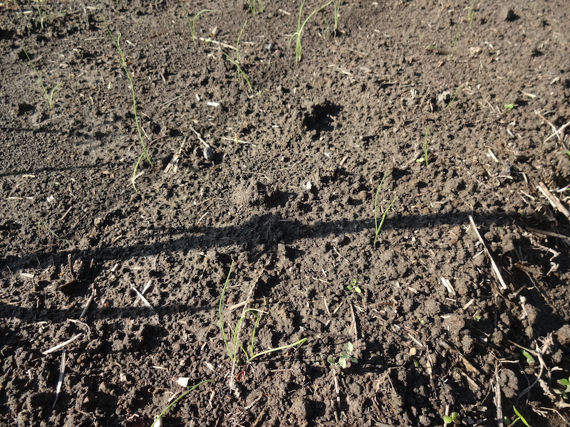 自給畑 自然菜 無添加栽培