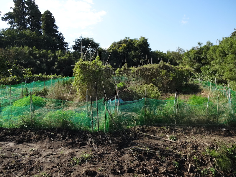 自給畑 自然菜 無添加栽培