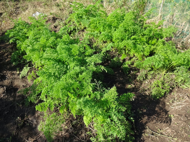 自給畑 自然菜 無添加栽培