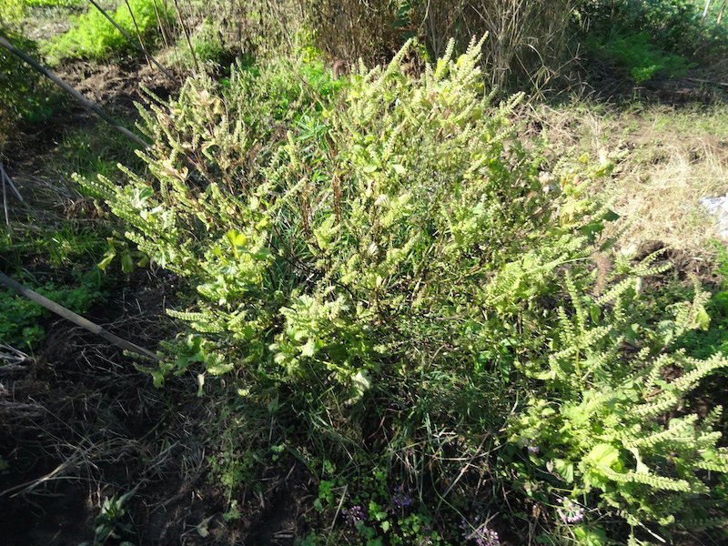 自給畑 自然菜 無添加栽培