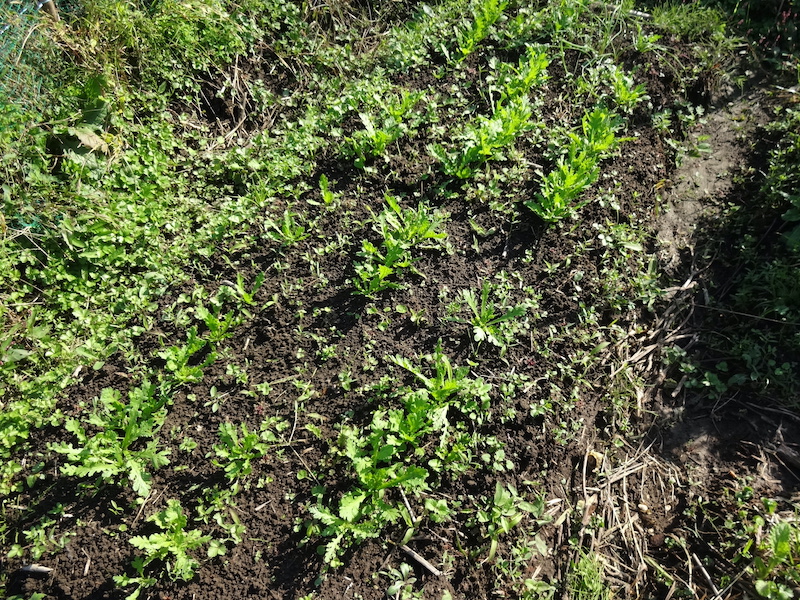 自給畑 自然菜 無添加栽培