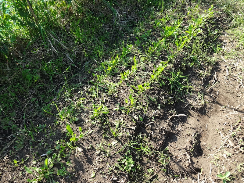 自給畑 自然菜 無添加栽培