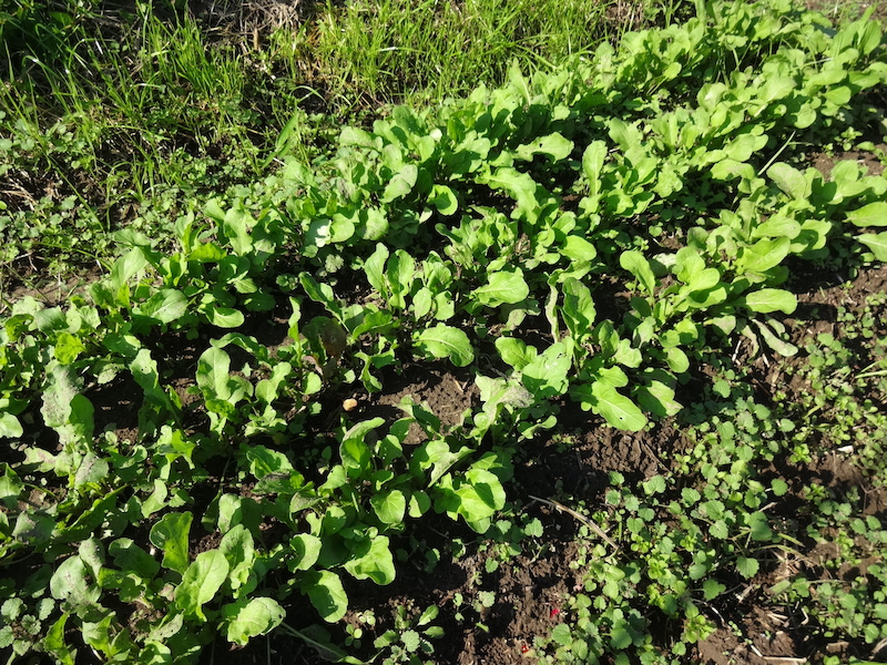 自給畑 自然菜 無添加栽培