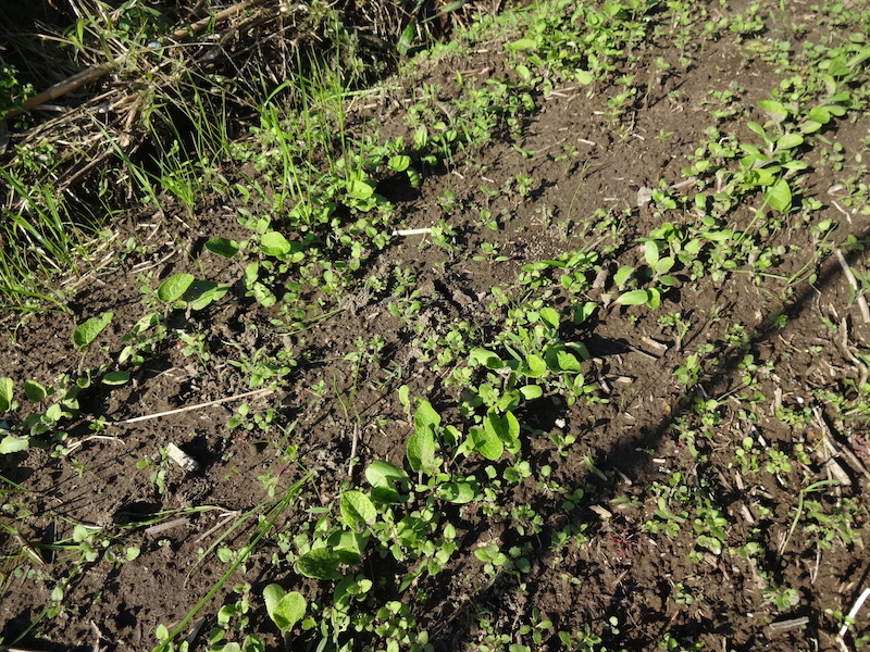 自給畑 自然菜 無添加栽培