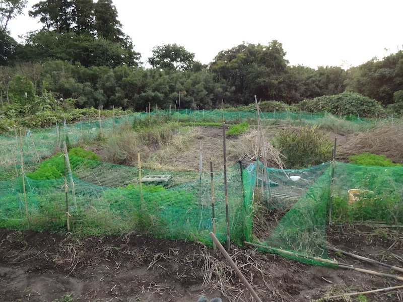 自給畑 自然菜 無添加栽培