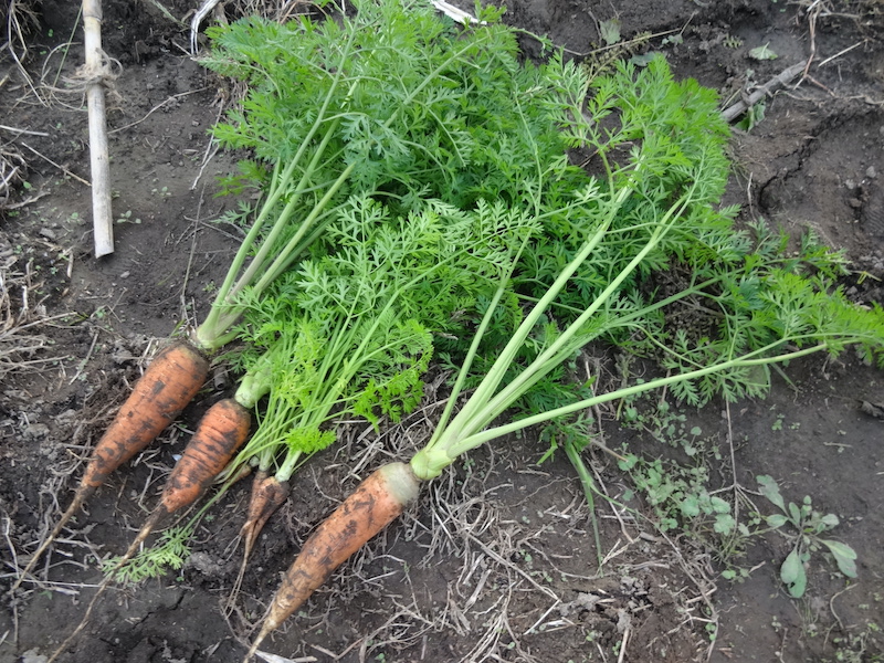 自然菜 無添加栽培