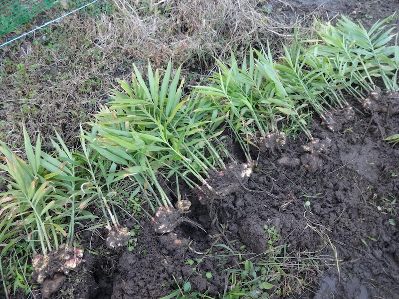 自然菜 無添加栽培