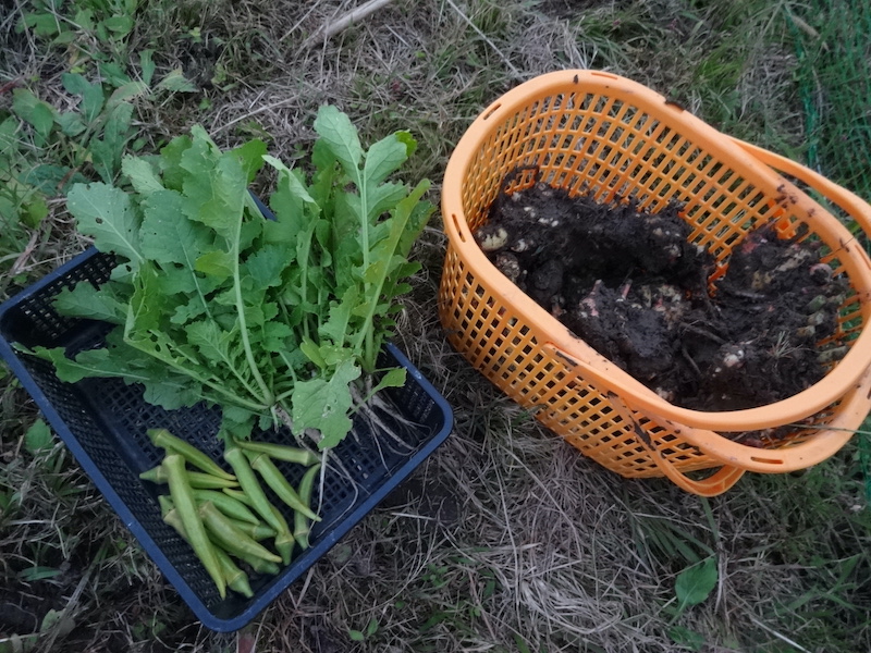自然菜 無添加栽培