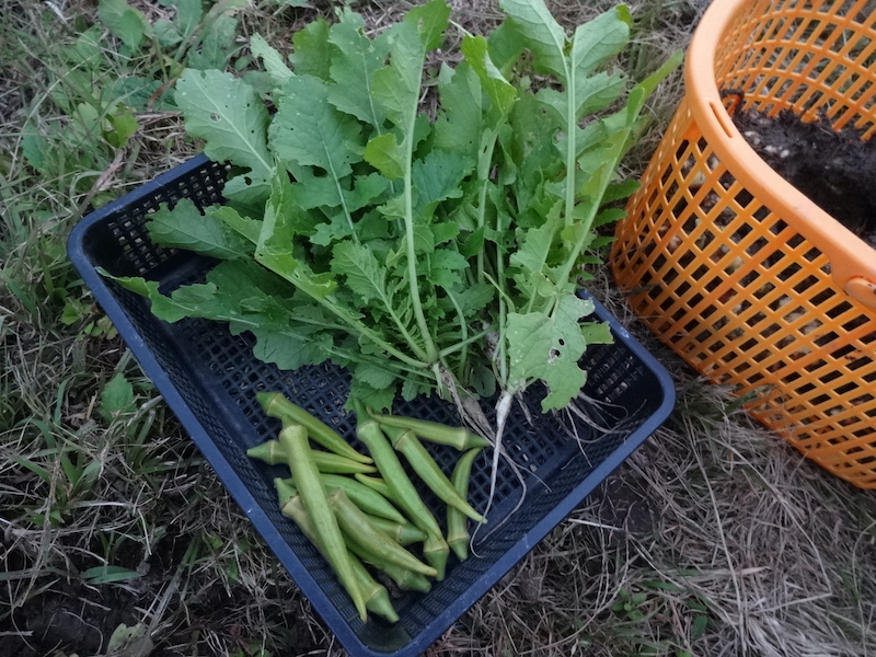 自然菜 無添加栽培