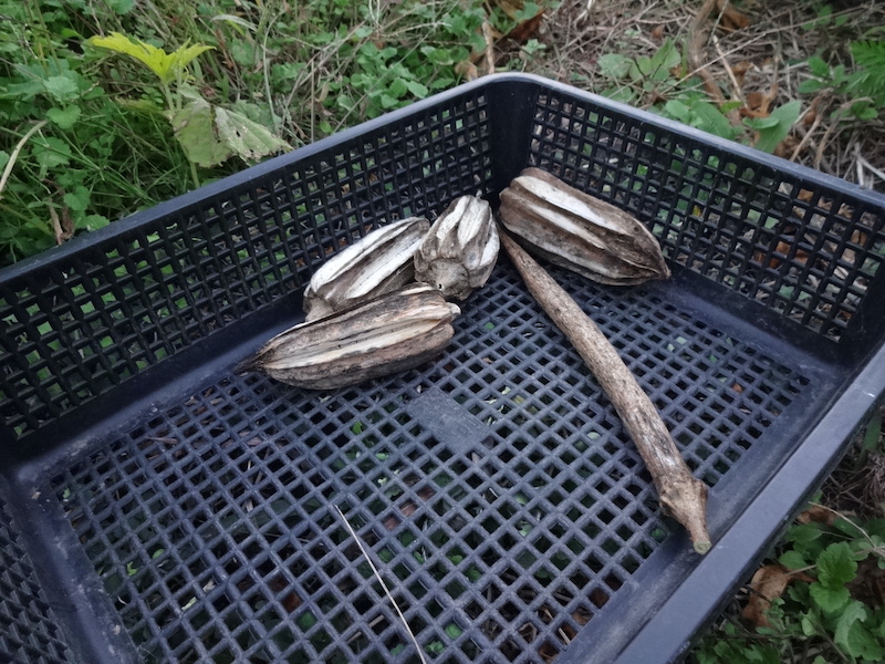 自給畑　自然菜　無添加栽培