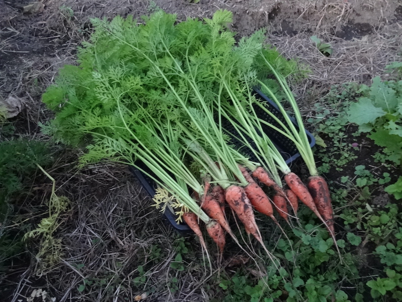 自給畑　自然菜　無添加栽培