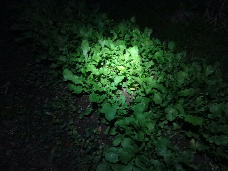 自然菜 ルッコラ/ロケット 無添加栽培