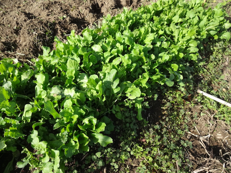 自給畑　自然菜　無添加栽培