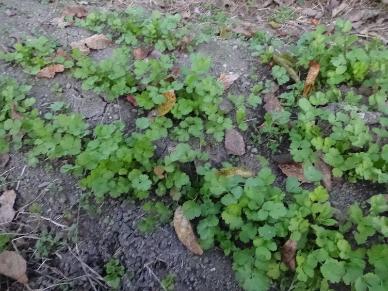 パクチー 自然菜 自給畑 無添加栽培