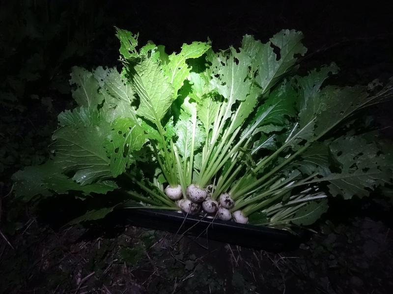 自然菜 自給畑 無添加栽培