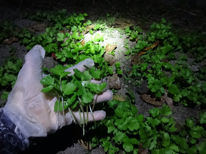 自然菜 自給畑 無添加栽培