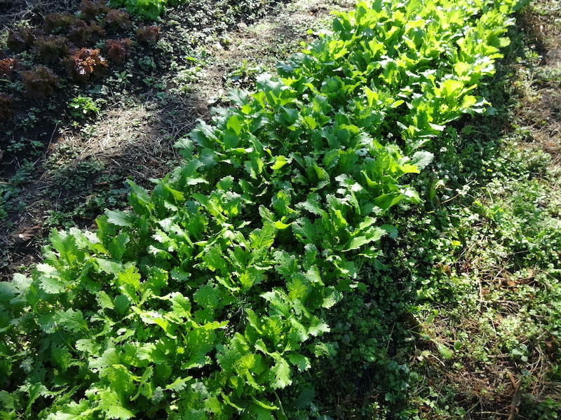 自然菜 自給畑 無添加栽培