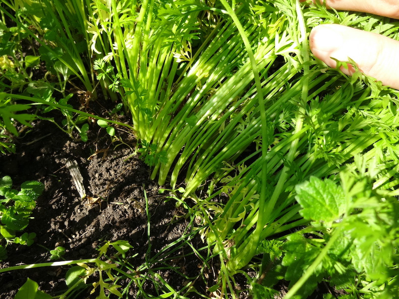 自然菜 自給畑 無添加栽培