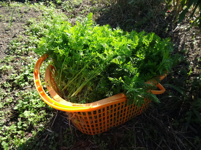 自然菜 自給畑 無添加栽培