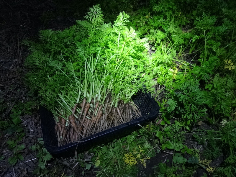 自然菜 自給畑 無添加栽培