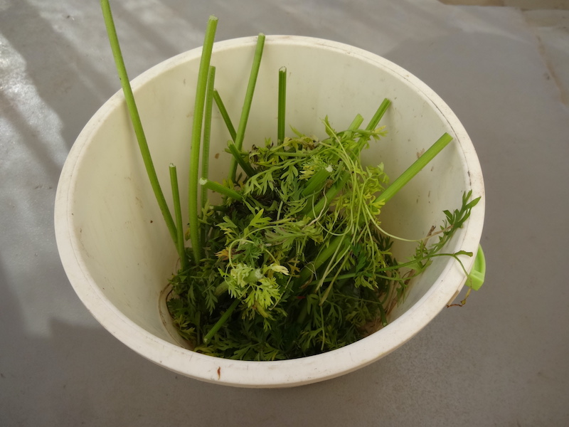 自給畑 あふれ自然菜直売 無添加栽培