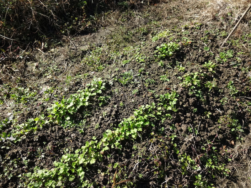 パクチー 自然菜 自給畑 無添加栽培