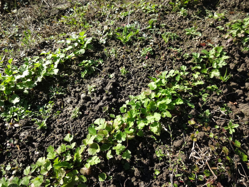 パクチー 自然菜 自給畑 無添加栽培