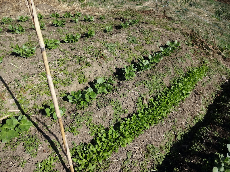 自然菜 ルッコラ/ロケット 無添加栽培