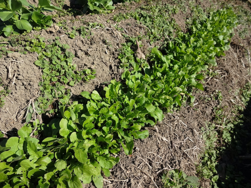 自然菜 ルッコラ/ロケット 無添加栽培