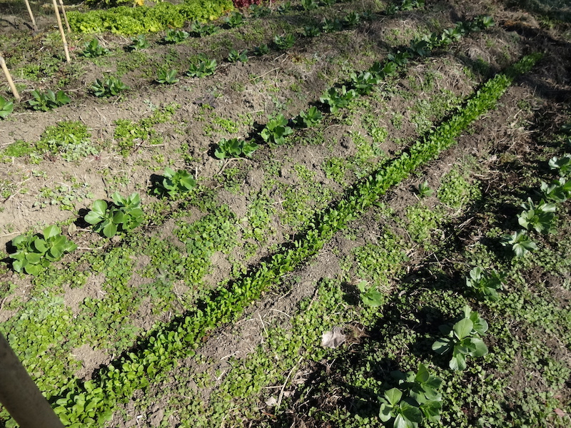 自然菜 ルッコラ/ロケット 無添加栽培