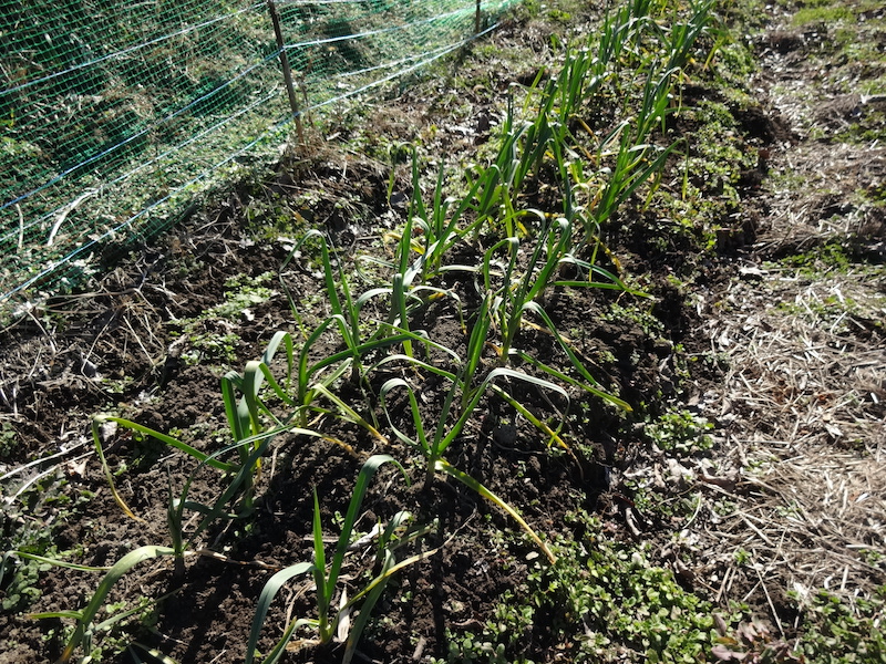 自然菜 ニンニク 無添加栽培