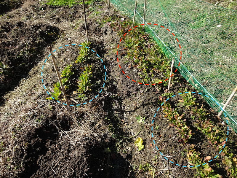 自然菜 ルッコラ/ロケット 無添加栽培