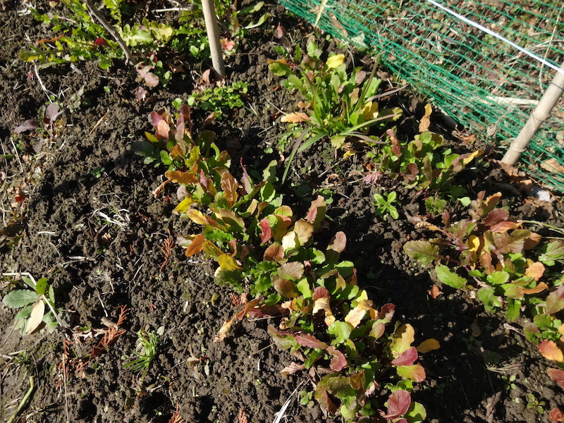 自然菜 ルッコラ/ロケット 無添加栽培