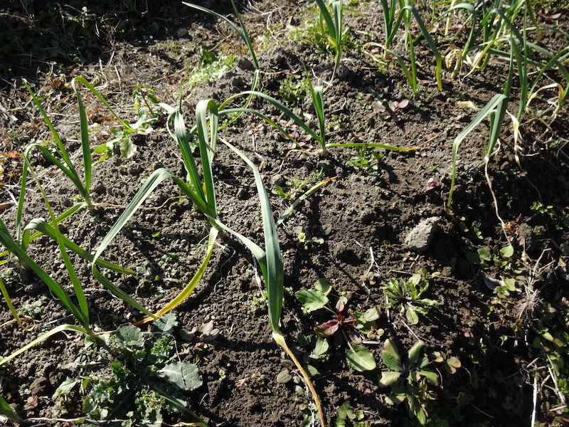 自然菜 ニンニク 無添加栽培