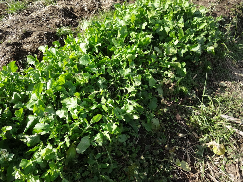 自然菜 ルッコラ/ロケット 無添加栽培