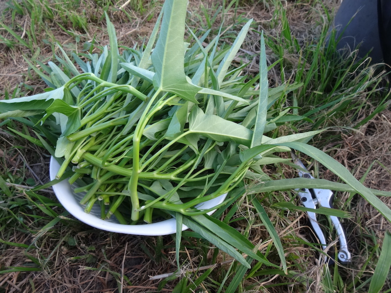 自給畑 あふれ自然菜直売 無添加栽培