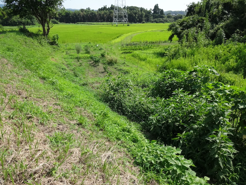 自給畑 あふれ自然菜直売 無添加栽培