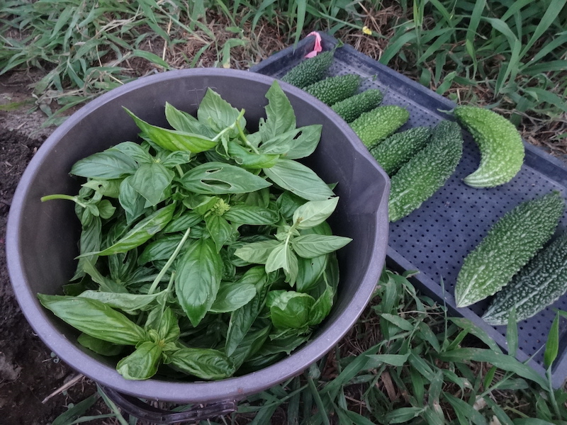 自給畑 あふれ自然菜直売 無添加栽培