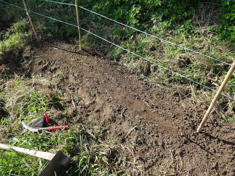 自然菜 ルッコラ/ロケット 無添加栽培