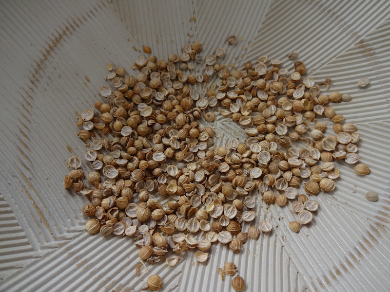 パクチー 自然菜 自給畑 無添加栽培