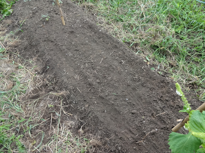 パクチー 自然菜 自給畑 無添加栽培
